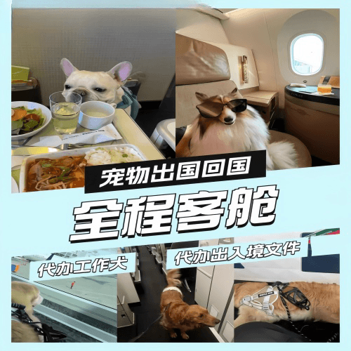 黄南州宠物托运到白俄罗斯宠物入境规定和要求